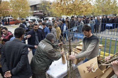 Palu'da  4 Bin Adet  Ceviz Ve Badem Fidanı Dağıtıldı