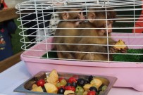 FATMA ŞAHIN - Makak Cinsi Maymunların İsmini Halk Belirledi