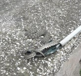 Otomobilde Yılan Paniği