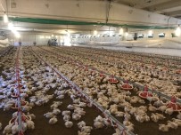 AMONYAK - (Özel) Et Tavukları 'Akıllı' Kümeslerde Yetişiyor