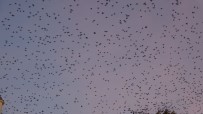 SIĞIRCIK - Sığırcık Kuşları Gökyüzünü Adeta Bulut Gibi Kapladı