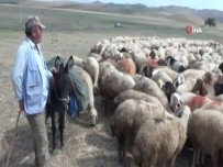 150 Bin Çoban İthal Edilecek