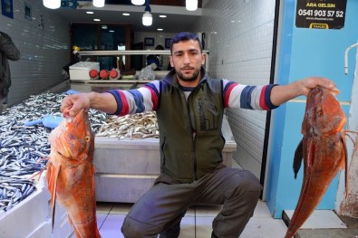 Sinop'ta 5 Kiloluk Kırlangıç Balığı Yakalandı