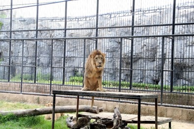 Tarsus'taki Hayvan Parkı İçin Revizyon Çalışması Başlıyor