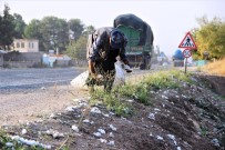 HAYVANCILIK - Yol Kenarındaki Pamuklar Geçim Kaynağı Oldu