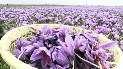 AA Ekibi Hasat Mevsiminde İran'ın 'Kızıl Altını' Safranı Yerinde İzledi
