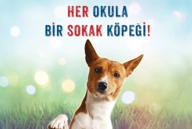Antalya'da 'Her Okula Bir Sokak Köpeği'  Projesi