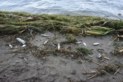 Antalya'da Ölü Balıklar Sahile Vurdu