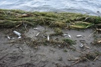 Antalya'da Ölü Balıklar Sahile Vurdu Haberi