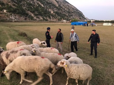 Çalınan Koyunları Satmaya Çalışırken Yakalandılar