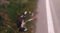 Can Çekişen Yaralı Köpeği Sürücüler Araçlarına Almak İstemedi