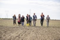 Karakılçık Buğdayı İzmir'in Ovalarına Geri Dönüyor