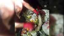 FETHIYE BELEDIYESI - Muğla'da 10 Bin Lira Bulunan Poşet Çöp Kamyonundan Çıktı
