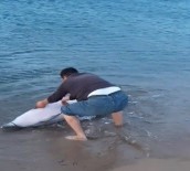 YUNUS BALIĞI - Sahile Vuran Yunus Balığını Kurtardı