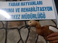 VAN YÜZÜNCÜ YıL ÜNIVERSITESI - Yaralı Angıt Tedavi Altına Alındı