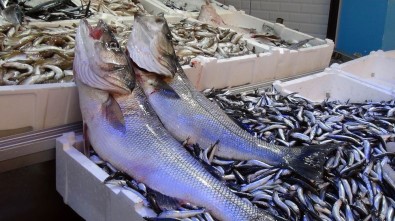Balıkçıların Ağına 10 Kiloluk Levrek Takıldı