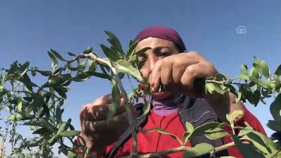 'Bunu Kimse Yemez' Dediler, Şimdi Talebe Yetişemiyor