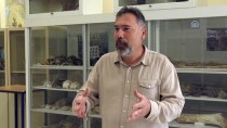 TÜRK TARIH KURUMU - Kırşehir'de Bulunan Milyon Yıllık Fosiller Dünya Literatürüne Kazandırılacak
