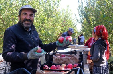 Van'ın Lezzetli Elmaları Kuzey Irak'a İhraç Ediliyor