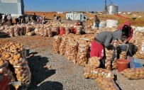 15 BİN KİŞİ - Ahlat'ta 200 Bin Ton Patates Üretimi