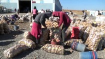 15 BİN KİŞİ - Ahlat'ta Patates Üreticileri Pazar Sorunu Yaşıyor