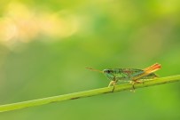 BİYOLOJİK ÇEŞİTLİLİK - Dünyada Böcekler Azalıyor