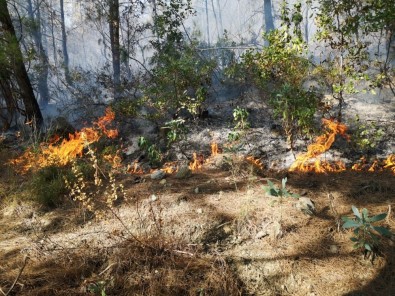 Erzin'de Orman Yangını