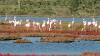 FLAMİNGO - Flamingolar bu sene erken geldi