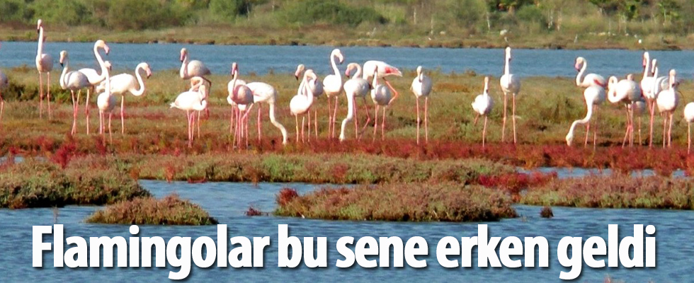 Flamingolar bu sene erken geldi