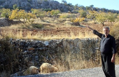 Gaziantep'te Kurt Dehşetinden Kaçan 6 Koyun Halen Bulunamadı