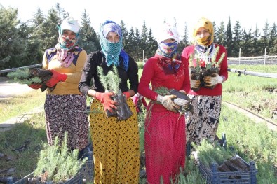 Mardin'de 135 Bin Fidan Toprakla Buluşacak