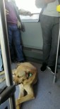 CEVIZLIBAĞ - (Özel) Sevimli Köpeğin Metrobüs Yolculuğu Kamerada