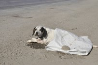 KURTARMA EKİBİ - Yaralı Köpeğe Vicdanlı Sürücü Sahip Çıktı