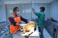 HAYVAN HAKLARI KORUMA KANUNU - Yaralı Köpek İçin Seferber Oldular