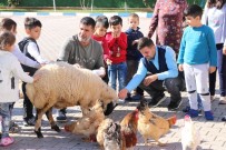 MEHMET ERDOĞAN - Anaokulu Öğrencileri, Okullarında Tohum Ekip Evcil Hayvan Besliyor