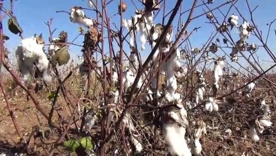 Bismil'de 'Macar Fiği Tarla Günü' Etkinliği