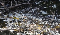 BALIK ÖLÜMÜ - (Özel) Bursa'da Yine Çevre Felaketi...Manyas'tan Doğan Kara Dere'de Binlerce Balık Öldü