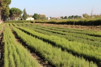 SAĞLIK OCAĞI - Samsun'da 55 Bin 555 Fidan Dikilecek