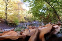 Sonbaharın Renkleri Demirci'de Görsel Şölene Döndü