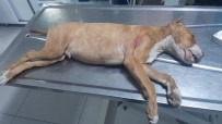 KÖPEK YAVRUSU - Tartıştığı Gençlerin Köpeğini Bıçaklayarak Öldürdü