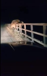 Ayıdan 'Karşılama' Pozu