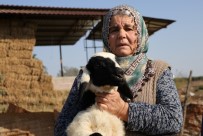 KÜRKÇÜLER - Koyunları Çalınan Ayşe Teyze, 'Koyunlarımı Geri Getirsinler' Diye Gözyaşı Döktü