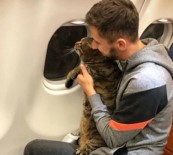 UÇAK SEYAHATİ - Tombul Kedi Uçağa Alınmayınca Sahibi Başka Kediyi Tarttırdı