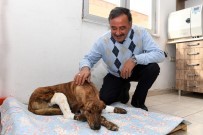 YARDIM TALEBİ - Altına Sığında Otomobilin Hareket Etmesiyle Yaralanan Köpek Tedavi Altına Alındı