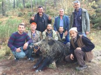 Bursa'da Tarlalara Dadanan 310 Ve 252 Kiloluk Domuzları Avladılar Haberi