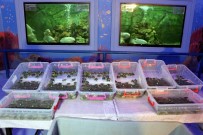 ZİYARETÇİLER - Gümrük Kapısında Ele Geçirilen Su Kaplumbağaları Gaziantep'te