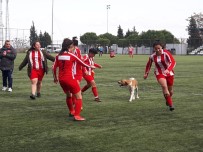 KÖPEK - Kadınlar Futbol Maçında Davetsiz Misafir