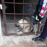 KÖPEK - Menfezde Mahsur Kalan Köpek Kurtarıldı