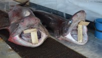 KÖPEK BALIĞI - Balık Avlarken 2 Köpek Balığı Çıktı