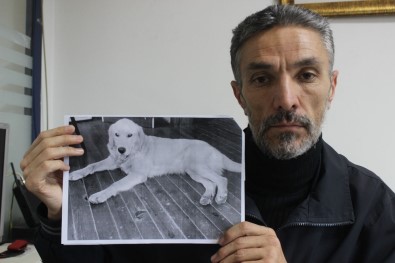 Dedektif Gibi İz Sürüp Kaybolan Köpeğini Amerika'da Buldu